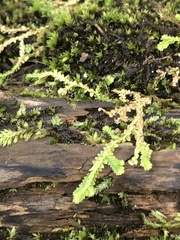 Selaginella apoda