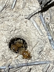 Syntermes praecellens