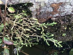 Selaginella apoda