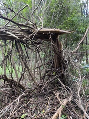Eucalyptus kitsoniana