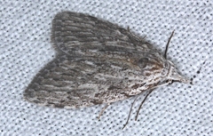 Nola vernalis