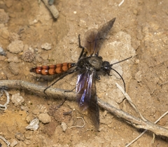 Elaphroptera scoliaeformis