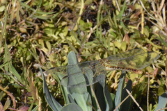 Erpetogomphus crotalinus