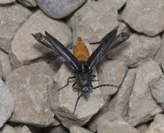 Tibionema abdominalis