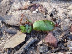 Xylonichus eucalypti