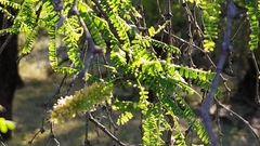 Prosopis affinis