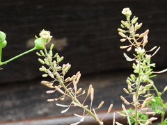 Descurainia erodiifolia