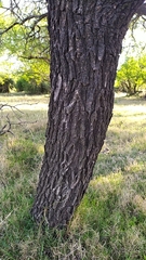 Prosopis affinis