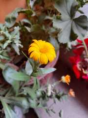 Calendula