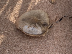 Melanoleuca cinereifolia