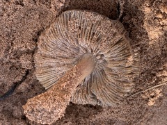 Melanoleuca cinereifolia