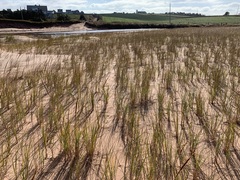 Melanoleuca cinereifolia