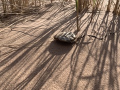 Melanoleuca cinereifolia