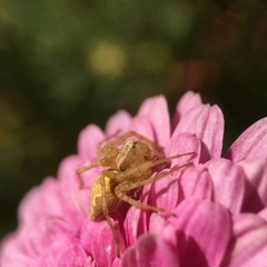 Oxyopes punctatus