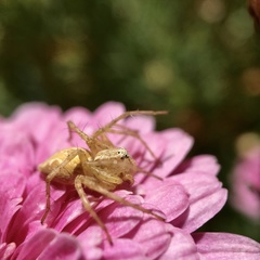 Oxyopes punctatus