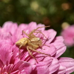 Oxyopes punctatus
