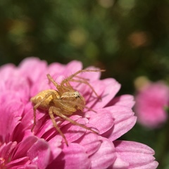 Oxyopes punctatus