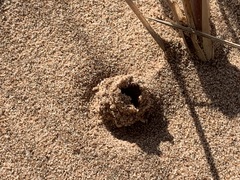 Peziza ammophila