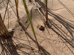 Peziza ammophila
