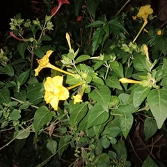 Mirabilis jalapa