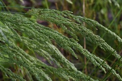 Sphenopholis obtusata