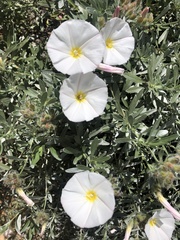 Convolvulus cneorum