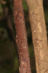 Alsophila leichhardtiana