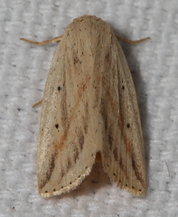 Amolita obliqua