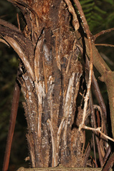 Alsophila leichhardtiana