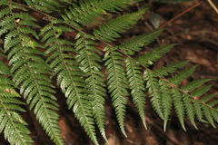 Alsophila leichhardtiana