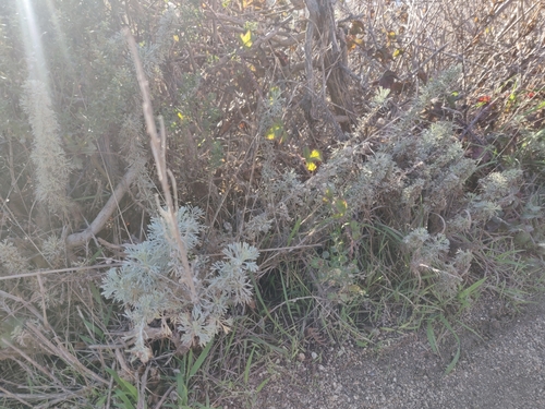 Artemisia californica