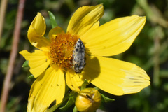Acmaeodera maculifera