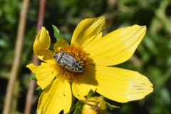 Acmaeodera maculifera