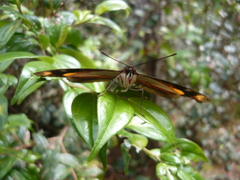 Catonephele chromis chromis