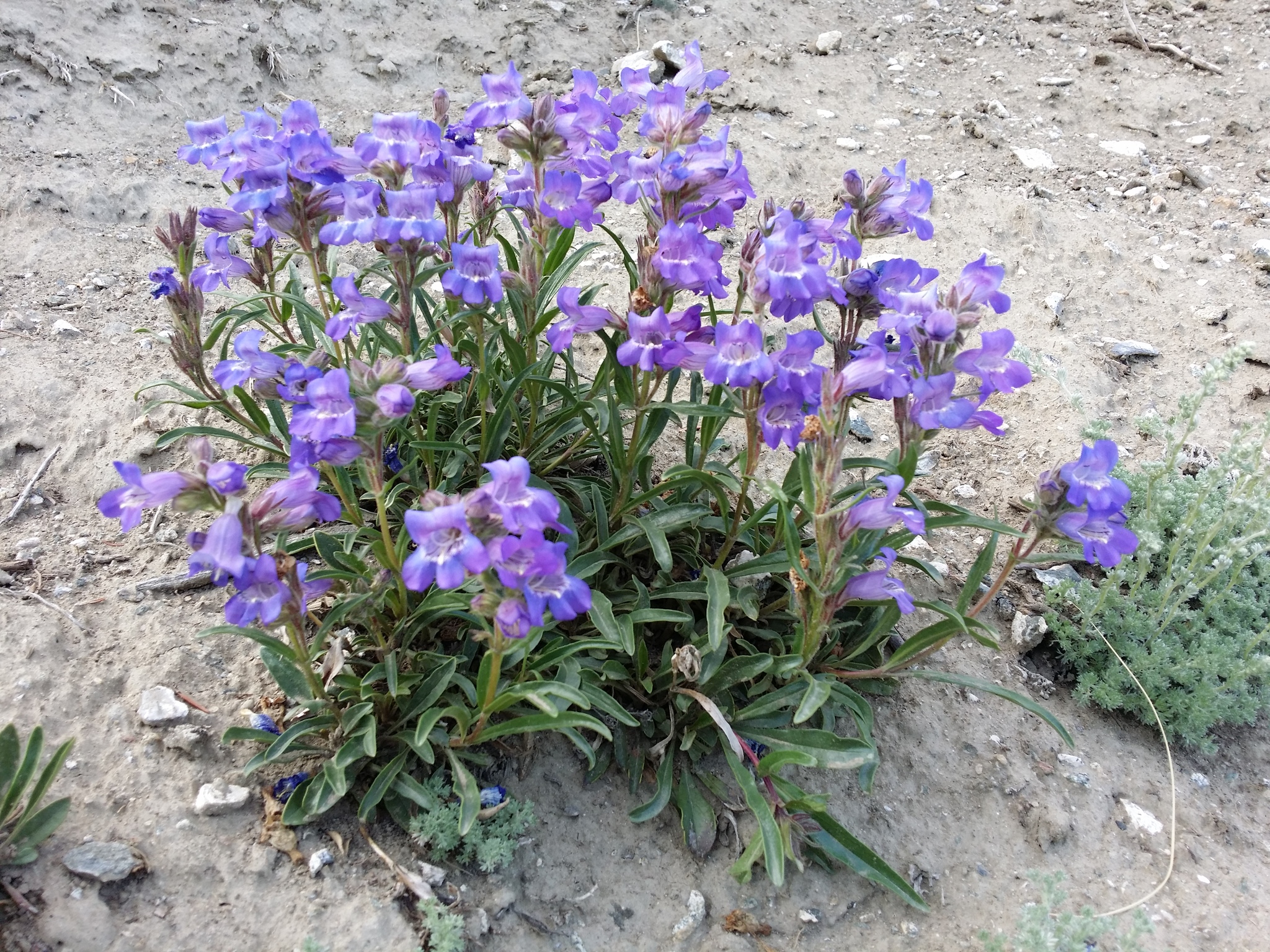 Penstemon gormanii