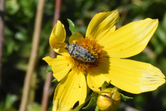 Acmaeodera maculifera