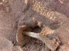 Melanoleuca cinereifolia