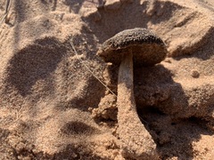 Melanoleuca cinereifolia