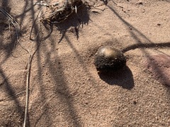 Melanoleuca cinereifolia