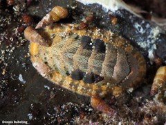 Rhyssoplax corallina