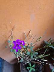 Brassicaceae