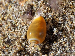 Gibberula secreta