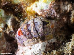 Rhyssoplax corallina