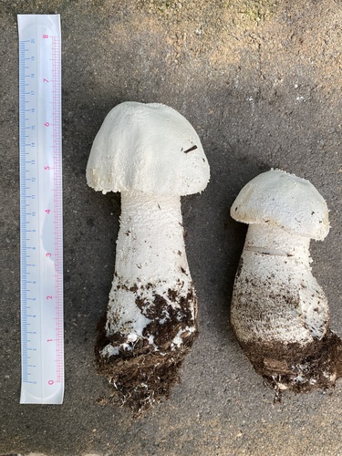 Plateful of Pyramids Lepidella