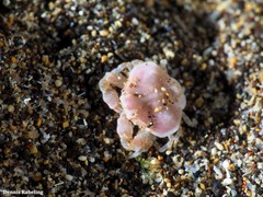 Ebalia edwardsii