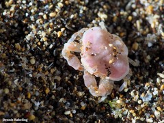 Ebalia edwardsii