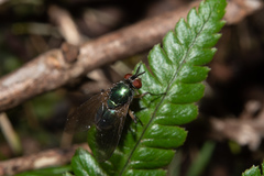 Dyscritomyia
