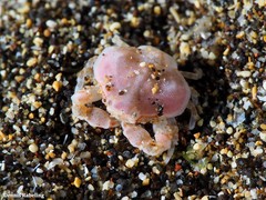 Ebalia edwardsii