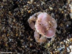 Ebalia edwardsii