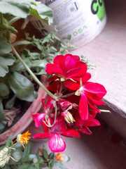 Pelargonium × hybridum